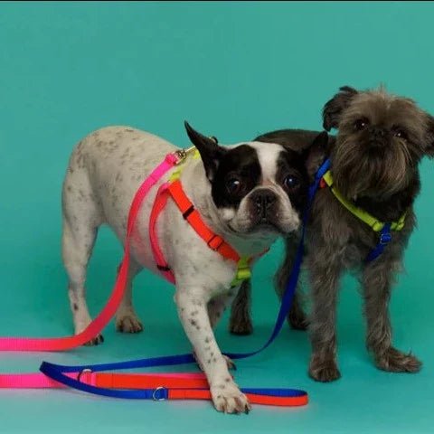 Leashes + Collars - Pretti.Cool