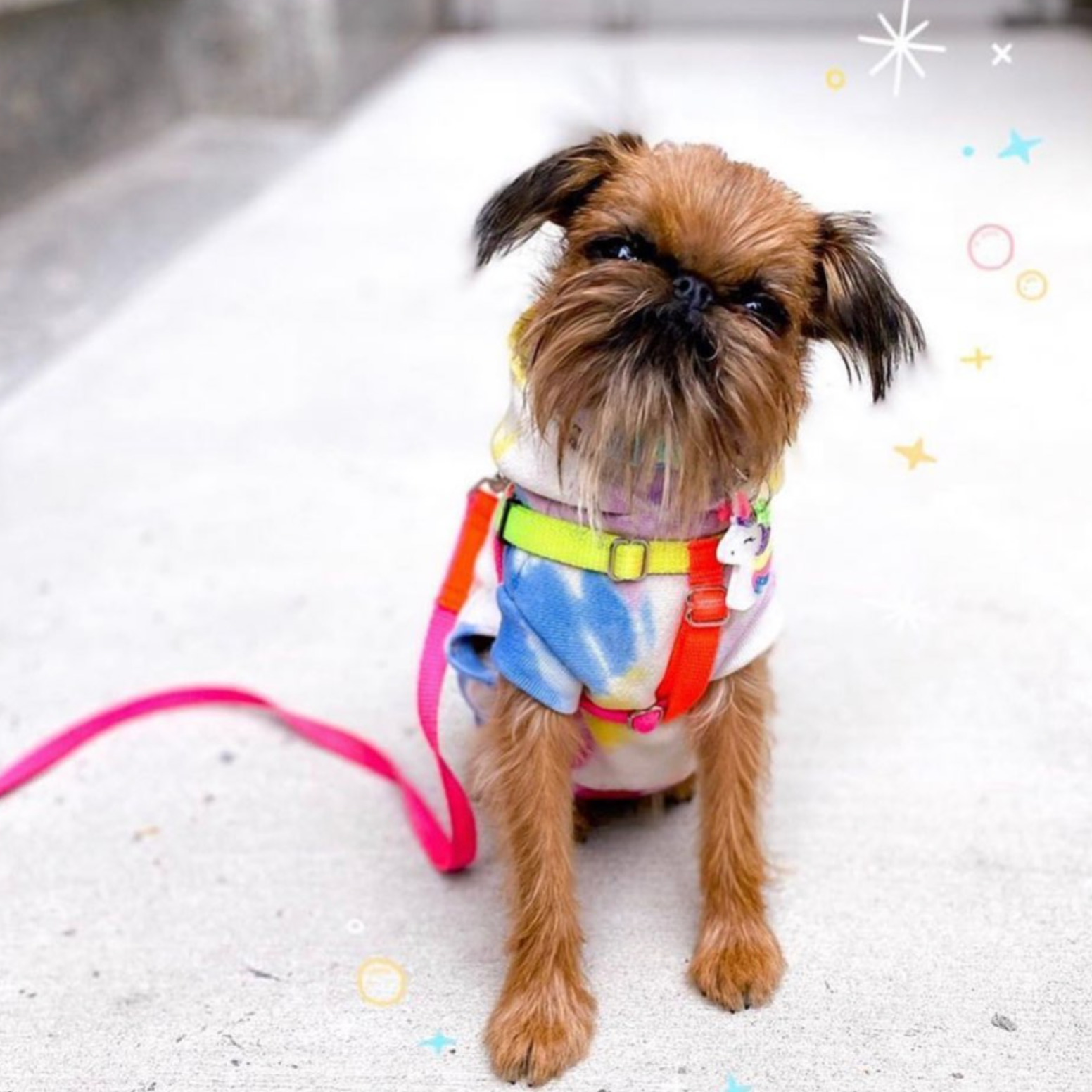 Teddy fresh hoodie for dogs 2025