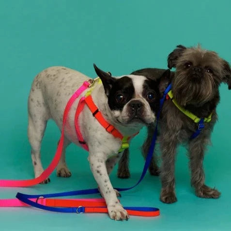 Color Block pet harnesses on dogs for scale.