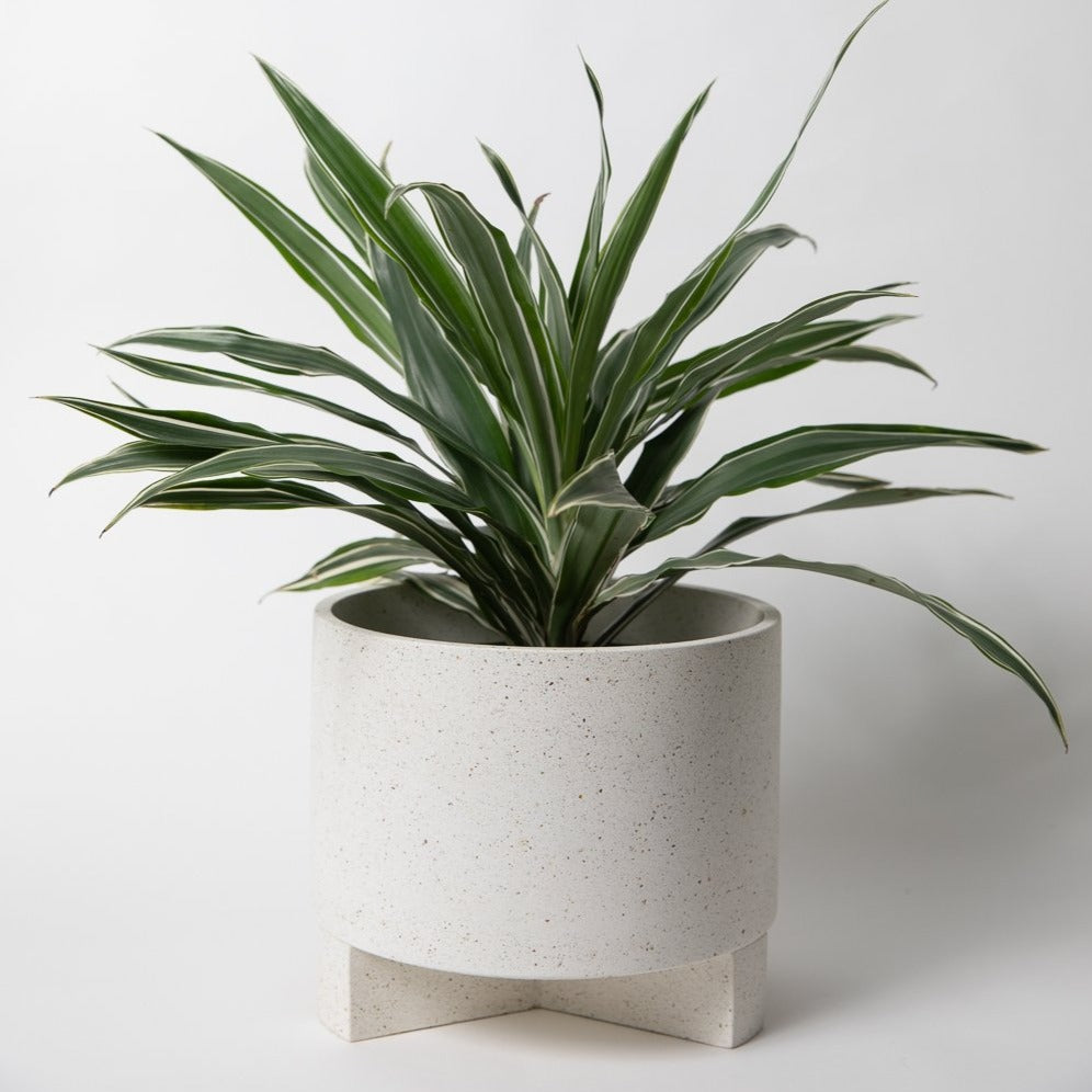 Large size concrete planter with base in white terrazzo with plant.
