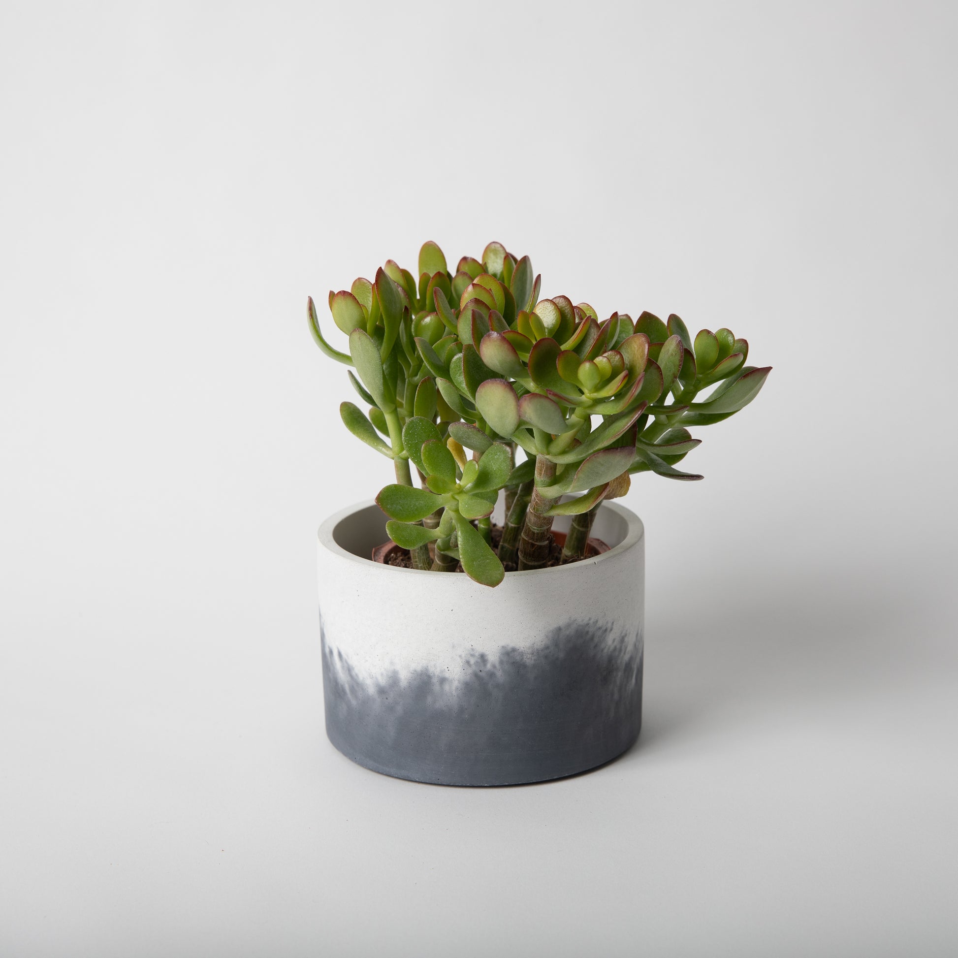 5 inch concrete vessel in black and white with plant in it.