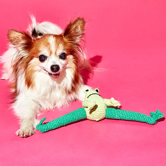 Hand knit frog dog toy, next to a dog for scale.